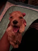 Barrington’s Boy 2, a male Poodle - Miniature  for sale in Durham, NC – Photo 2 of 3