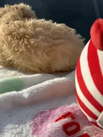 Barrington’s Boy 2, a male Poodle - Miniature  for sale in Durham, NC – Photo 3 of 7