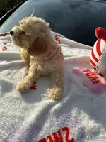 Barrington’s Boy 2, a male Poodle - Miniature  for sale in Durham, NC – Photo 7 of 7