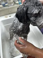 Bruce, a male Poodle - Toy  and Poodle - Miniature  for sale in Durham, NC – 6 of 7