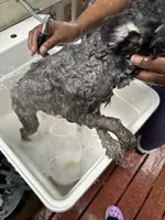 Bruce, a male Poodle - Toy  and Poodle - Miniature  for sale in Durham, NC – 3 of 7