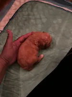 Barrettes  Girl 1, a female Poodle - Toy  for sale in Durham, NC – Photo 2 of 3