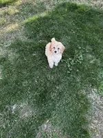 Barrettes  Girl 1, a female Poodle - Toy  and Poodle - Miniature  for sale in Durham, NC – Photo 8 of 8