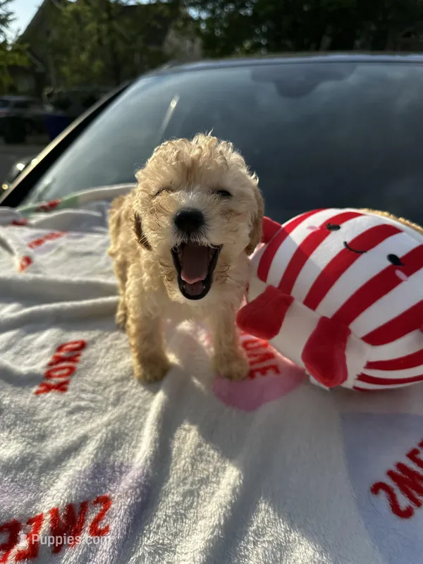 Barrettes  Girl 1 – Poodle - Toy  puppy for sale in Durham, NC