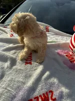 Barrettes  Girl 1, a female Poodle - Toy  and Poodle - Miniature  for sale in Durham, NC – Photo 5 of 8