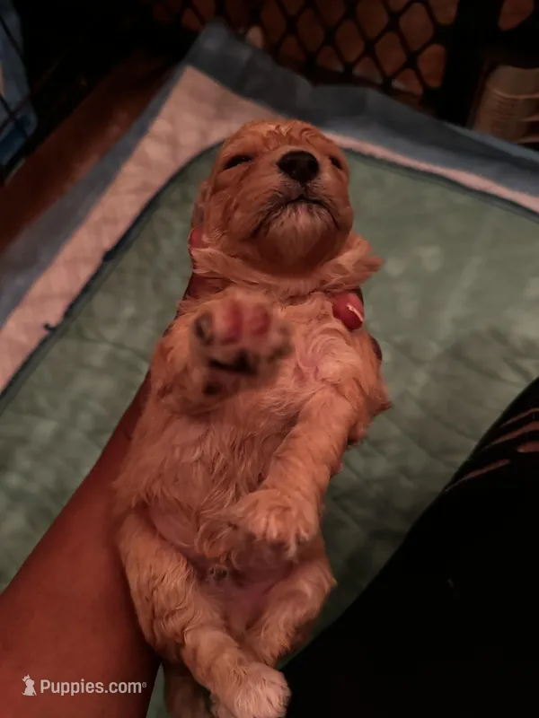 Barrettes  Girl 1 – Poodle - Toy  puppy for sale in Durham, NC