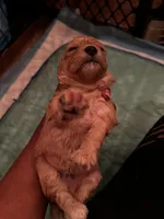 Barrettes  Girl 1, a female Poodle - Toy  for sale in Durham, NC – Photo 1 of 3