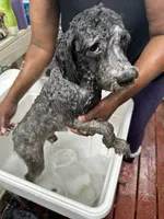 Bruce, a male Poodle - Toy  and Poodle - Miniature  for sale in Durham, NC – 5 of 7