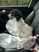 Blythe, a female Poodle - Toy  for sale in Durham, NC – Photo 1 of 2