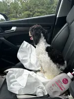 Blythe, a female Poodle - Toy  for sale in Durham, NC – Photo 2 of 2