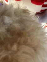 Tilly’s Boy 3, a male Poodle - Miniature  for sale in Durham, NC – 8 of 10