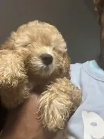 Luke, a male Maltipoo and Poodle - Toy  for sale in Durham, NC – Photo 1 of 2