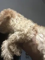 Luke, a male Maltipoo and Poodle - Toy  for sale in Durham, NC – Photo 2 of 2