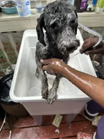 Bruce, a male Poodle - Toy  and Poodle - Miniature  for sale in Durham, NC – 7 of 7