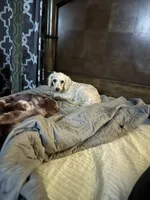 Blake, a female Poodle - Miniature  for sale in Durham, NC – 3 of 5