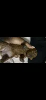 Acorn , a female Poodle - Toy  for sale in Durham, NC – 5 of 10