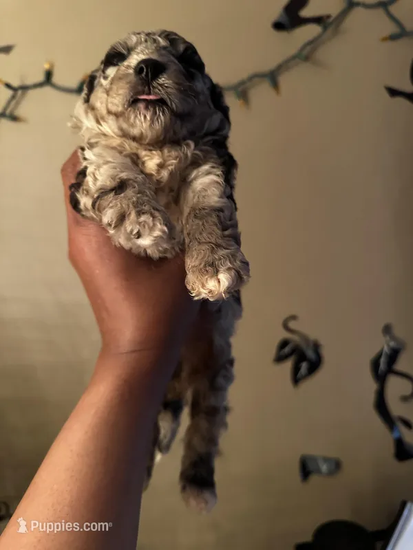 Mystiques Boy 1 – Poodle - Miniature  puppy for sale in Durham, NC