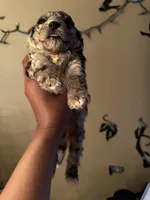 Mystiques Boy 1, a male Poodle - Miniature  for sale in Durham, NC – Photo 1 of 2