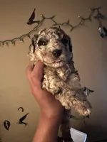 Mystiques Boy 1, a male Poodle - Miniature  for sale in Durham, NC – Photo 2 of 2