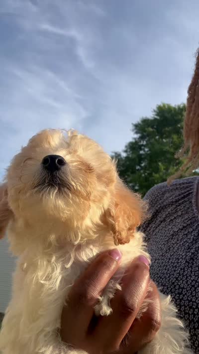 Tilly’s Boy 3, a male Poodle - Miniature  for sale in Durham, NC – 9 of 10