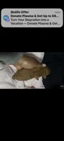 Acorn , a female Poodle - Toy  for sale in Durham, NC – 6 of 10