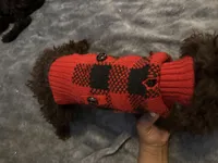 Beauty, a female Poodle - Toy  for sale in Durham, NC – Photo 7 of 9