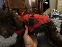 Beauty, a female Poodle - Toy  for sale in Durham, NC – Photo 6 of 9