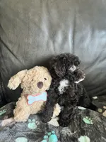 Beauty, a female Poodle - Toy  for sale in Durham, NC – Photo 3 of 9