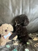 Beauty, a female Poodle - Toy  for sale in Durham, NC – Photo 2 of 9