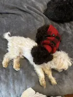 Beauty, a female Poodle - Toy  for sale in Durham, NC – Photo 9 of 9