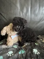 Beauty, a female Poodle - Toy  for sale in Durham, NC – Photo 1 of 9