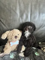 Beauty, a female Poodle - Toy  for sale in Durham, NC – Photo 5 of 9