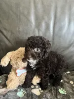 Beauty, a female Poodle - Toy  for sale in Durham, NC – Photo 4 of 9