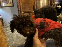 Beauty, a female Poodle - Toy  for sale in Durham, NC – Photo 8 of 9