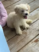 Buttercup , a female Maltipoo for sale in Durham, NC – 2 of 2