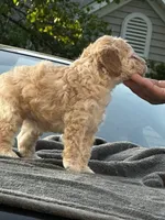 Tilly’s Boy 3, a male Poodle - Miniature  for sale in Durham, NC – 6 of 10