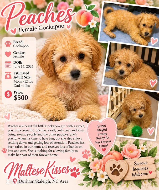 Peaches – Cockapoo puppy for sale in Durham, NC