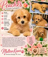 Peaches, a female Cockapoo for sale in Durham, NC – 1 of 1