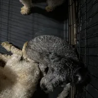 Bruce, a male Poodle - Toy  and Poodle - Miniature  for sale in Durham, NC – Photo 1 of 2