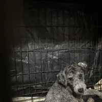 Bruce, a male Poodle - Toy  and Poodle - Miniature  for sale in Durham, NC – Photo 2 of 2