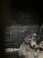 Bruce, a male Poodle - Toy  and Poodle - Miniature  for sale in Durham, NC – Photo 2 of 2