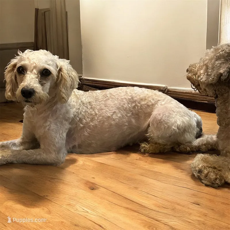 Barrett – Poodle - Miniature  puppy for sale in Durham, NC