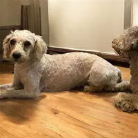 Barrett, a female Poodle - Miniature  for sale in Durham, NC – 1 of 4
