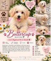 Buttercup , a female Maltipoo for sale in Durham, NC – 1 of 3