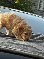 Tilly’s Boy 3, a male Poodle - Miniature  for sale in Durham, NC – 3 of 10