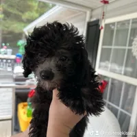 Brylee, a female Maltipoo and Poodle - Toy  for sale in Durham, NC – Photo 4 of 5