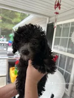 Brylee, a female Maltipoo and Poodle - Toy  for sale in Durham, NC – Photo 4 of 5