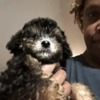 Brylee, a female Maltipoo and Poodle - Toy  for sale in Durham, NC – Photo 1 of 5