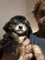 Brylee, a female Maltipoo and Poodle - Toy  for sale in Durham, NC – Photo 1 of 5