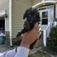 Brylee, a female Maltipoo and Poodle - Toy  for sale in Durham, NC – Photo 3 of 5